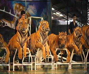SriRacha Tiger Zoo