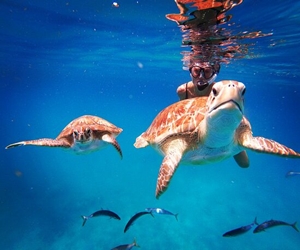 Swim with giant turtles