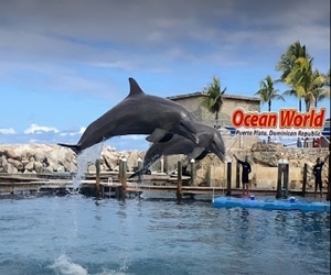 Ocean World Dolphin Encounter
