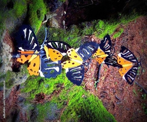 Butterflies Valley