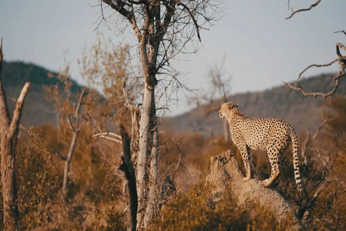 Leopard in the Kenyan Bush