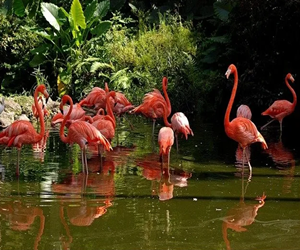 Flamingo Gardens Wildlife Sanctuary